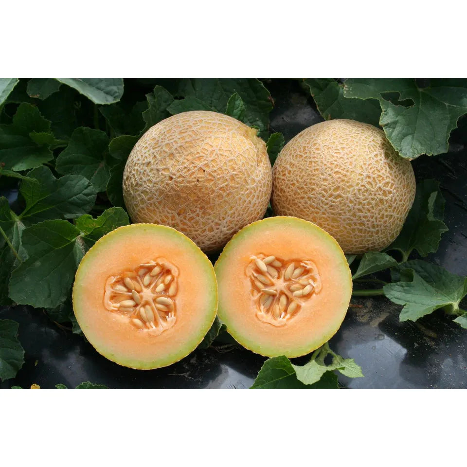 West Coast Seeds Vegetable Seeds - Melon - Tasty Bites F1 5 Seeds