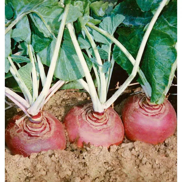 West Coast Seeds Vegetable - Rutabaga - Helenor Coated Organic 25 Seeds