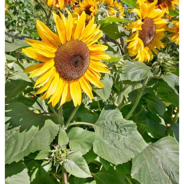 West Coast Seeds Flower Seeds - Sunflowers - Peredovik Organic 5g