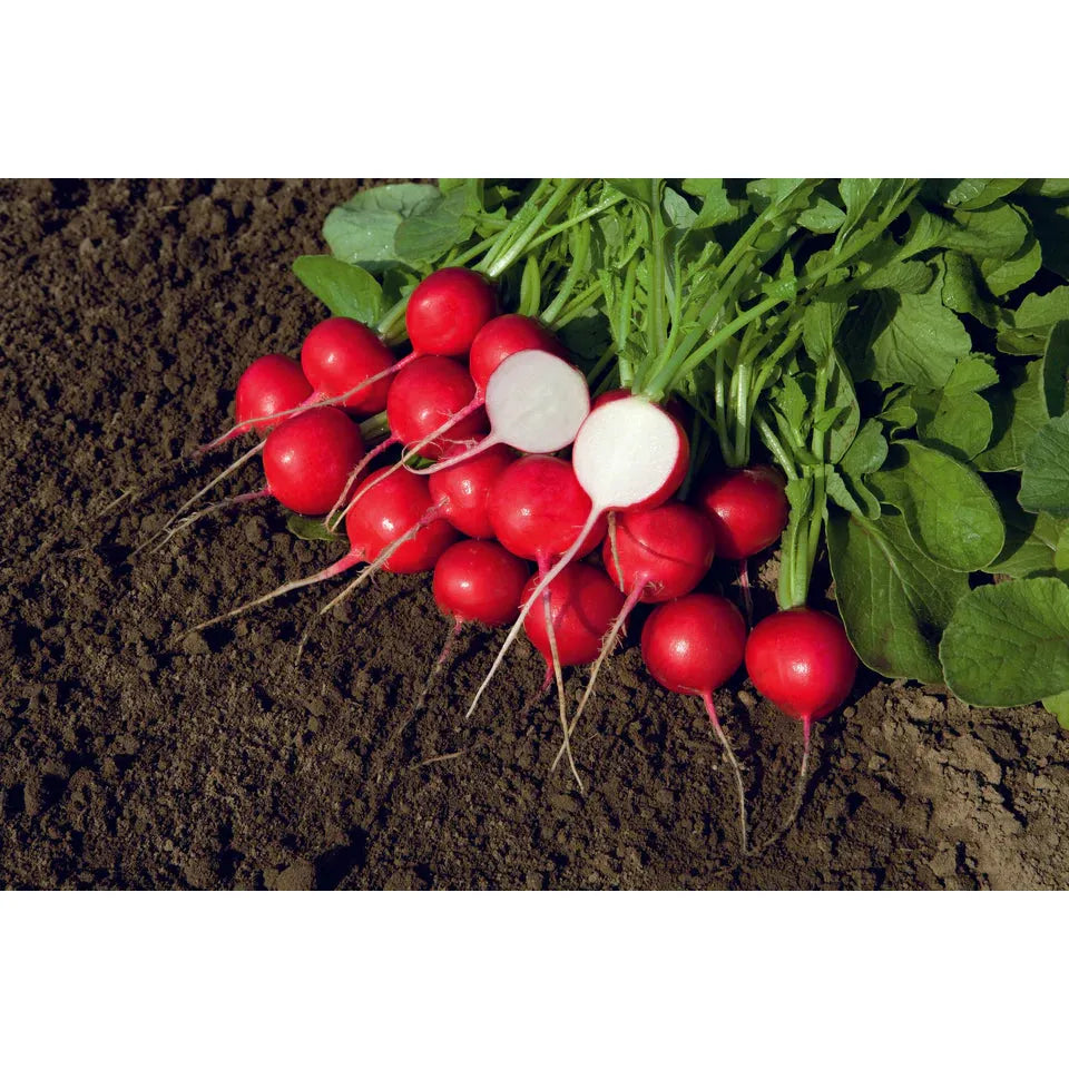 West Coast Seeds Vegetable - Radishes - Rover F1 100 Seeds