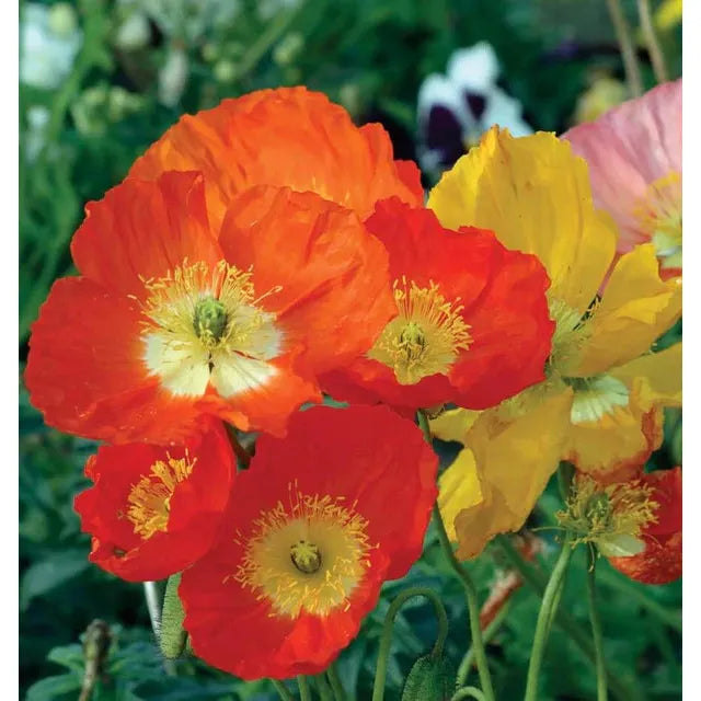West Coast Seeds Flower Seeds - Poppies - Iceland Poppy 0.25g