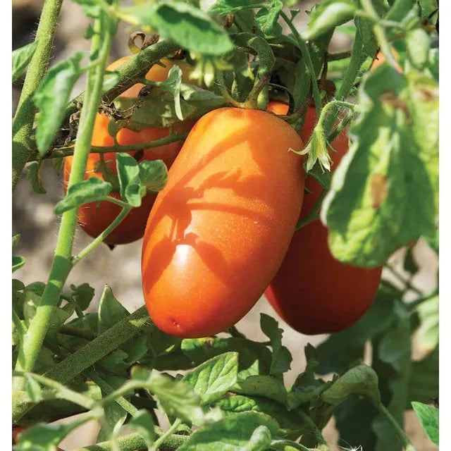 West Coast Seeds Vegetable - Tomatoes - San Marzano Lampadina Organic 0.1g