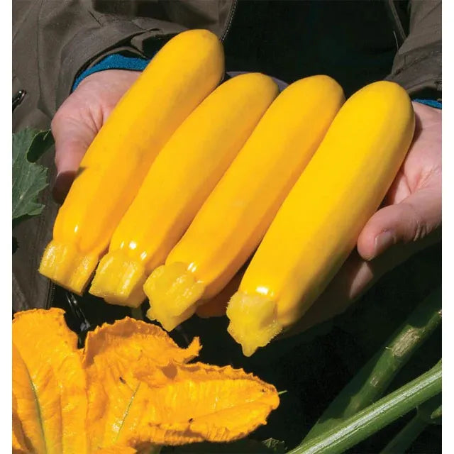 West Coast Seeds Vegetable - Summer Squash - Yellowfin F1 Organic F1 10 Seeds