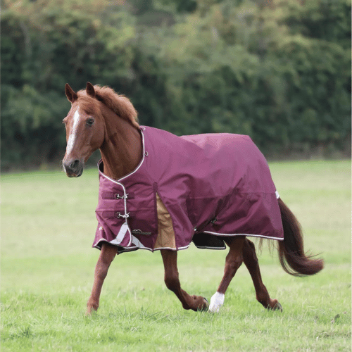 Shires Highlander Plus 100 Standard Neck-Maroon 100g