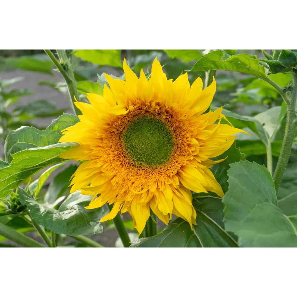 West Coast Seeds - Flower Seeds - Starburst Greenburst DMR  F1  25 Seeds