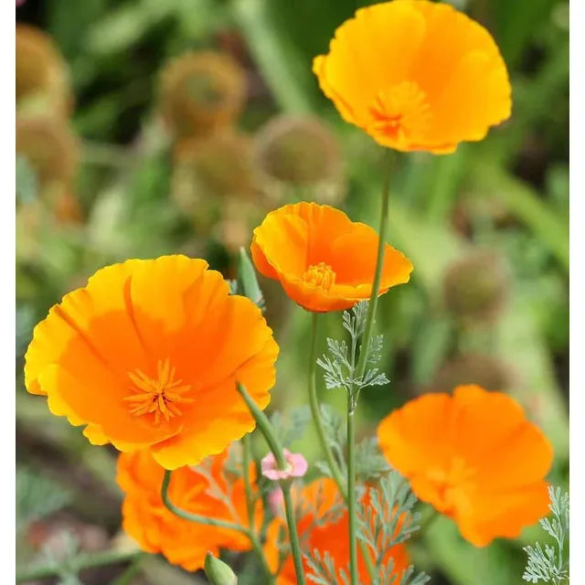 West Coast Seeds Flower Seeds - Poppies - California Orange  0.5g