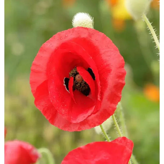 West Coast Seeds Flower Seeds - Poppies - Flanders Poppy  0.5g