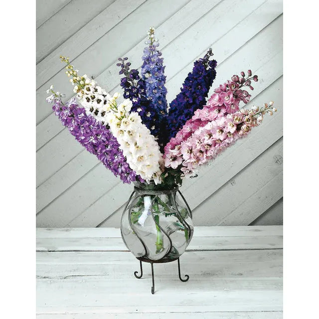 West Coast Seeds Flower Seeds - Delphinium - Magic Fountains Mix  50 Seeds - Irvine Tack & Western Wear