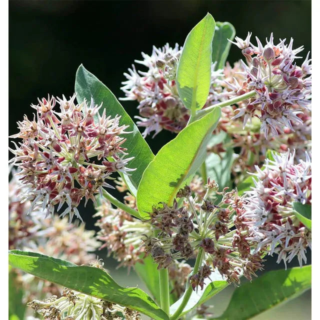 West Coast Seeds - Flower Seeds - Showy Milkweed  0.25g