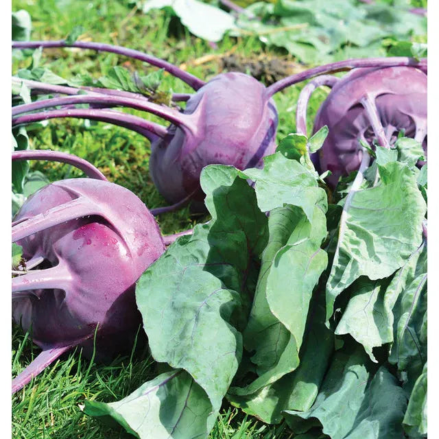 West Coast Seeds Vegetable Seeds - Kohlrabi - Purple Vienna  1g