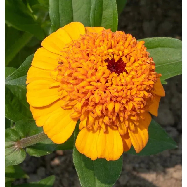 West Coast Seeds - Flower Seeds - Zinnias Orange Cupcake  1g