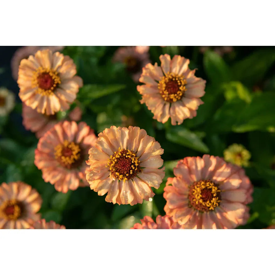 West Coast Seeds Flower Seeds - Zinnias - Zinderella Peach  20 Seeds - Irvine Tack & Western Wear
