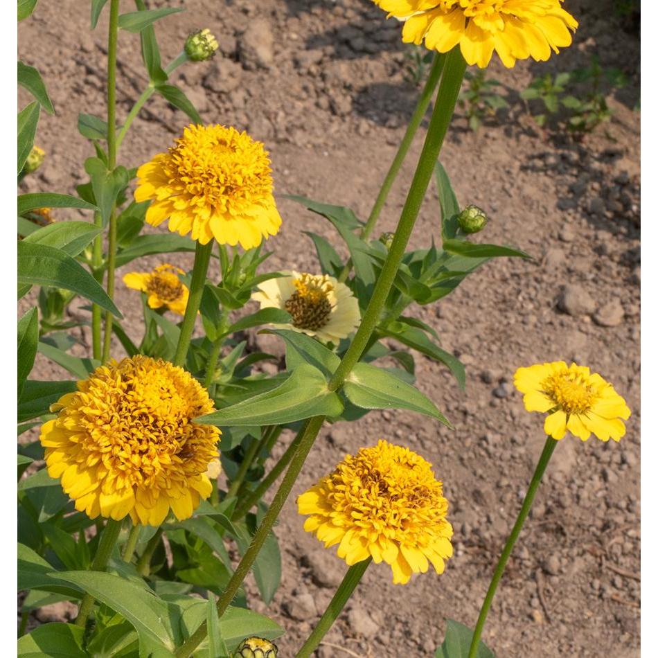 West Coast Seeds - Flower Seeds - Zinnias Lemon Cupcake  0.3g