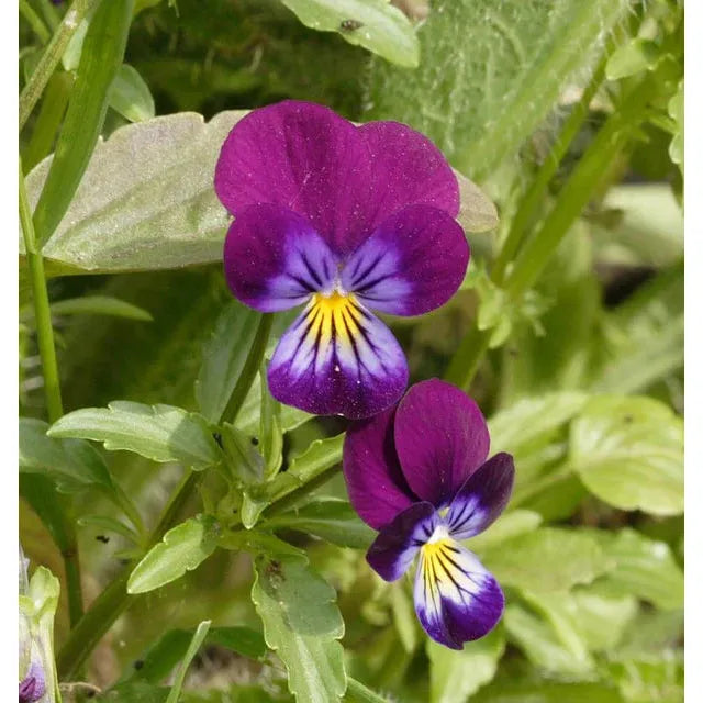 West Coast Seeds Flower Seeds - Pansies & Violas - Johnny Jump Up  0.25g - Irvine Tack & Western Wear