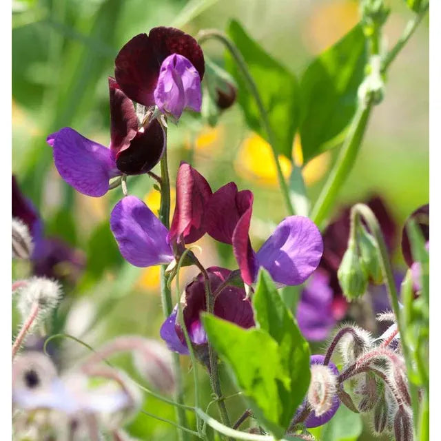 West Coast Seeds Flower Seeds - Sweet Pea Seeds - Matucana  5g - Irvine Tack & Western Wear