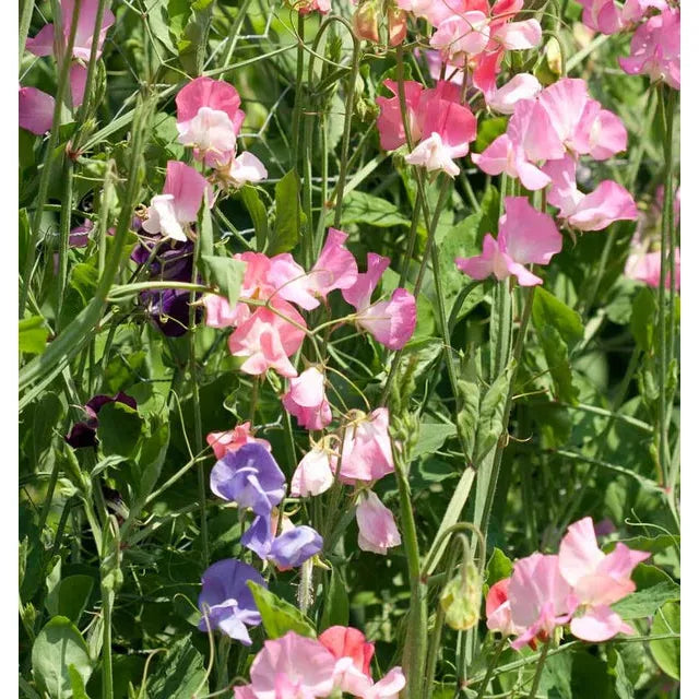 West Coast Seeds Flower Seeds - Sweet Peas - Royal Family Blend  5g